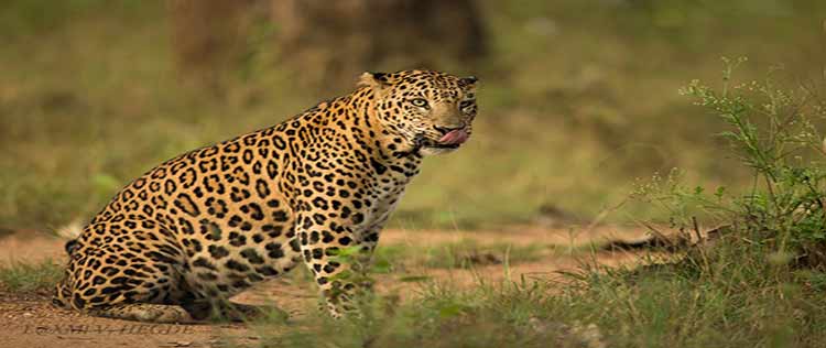 Biological Park at Nahargarh in the City of Jaipur to open its doors