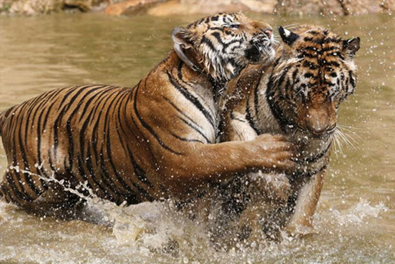 62 Tigers in Ranthambore, the Highest in its history